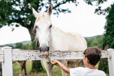 Slovenia-Slovenia-Lipica Stud Farm